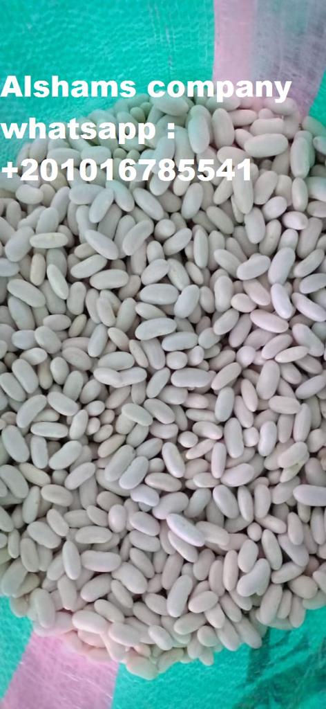 Product image - we are AL shams company for general import and export So We can provide different kinds of good quality now I will offer for you white beans with premium quality and best price packing : 25 kg per bag size : same as request If you are interested, please feel free send message sales manager mrs : donia mostafa 